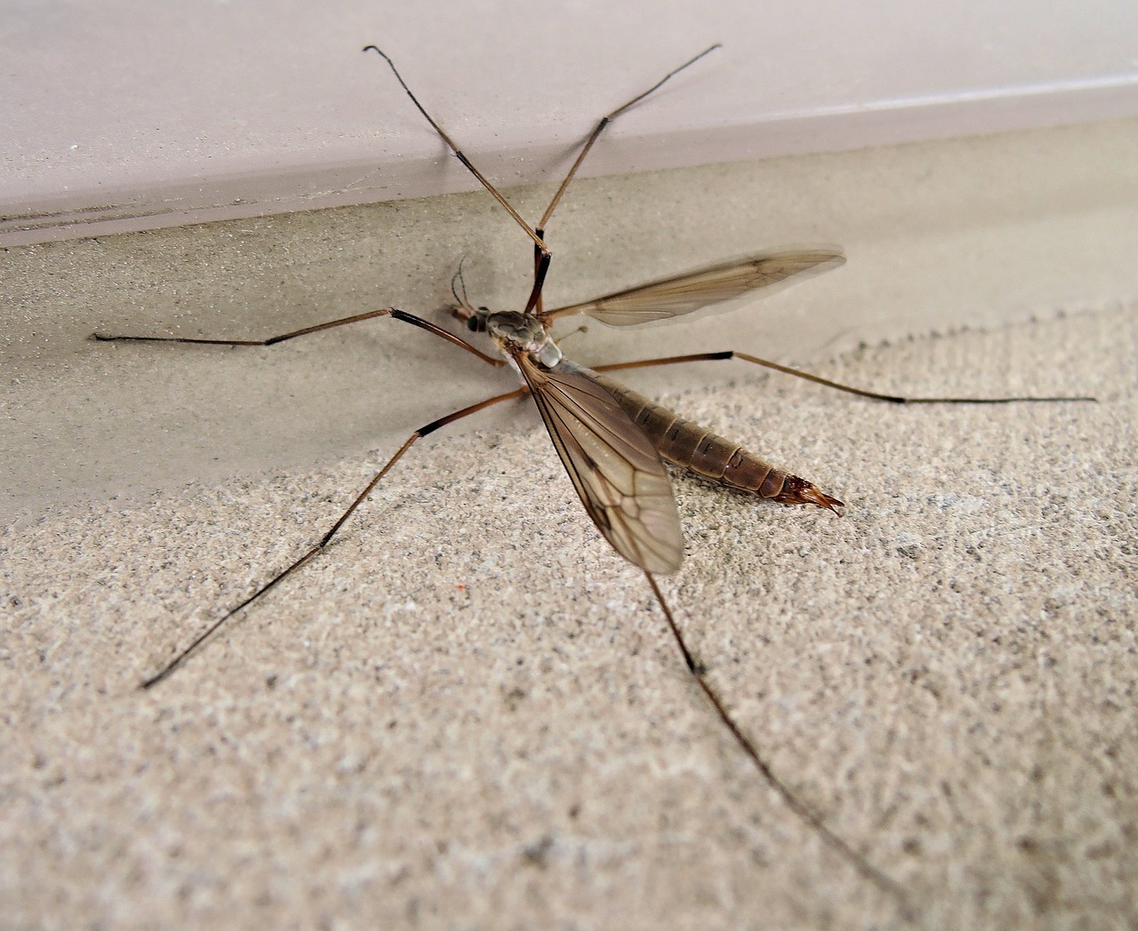 crane fly daddy long legs insect free photo