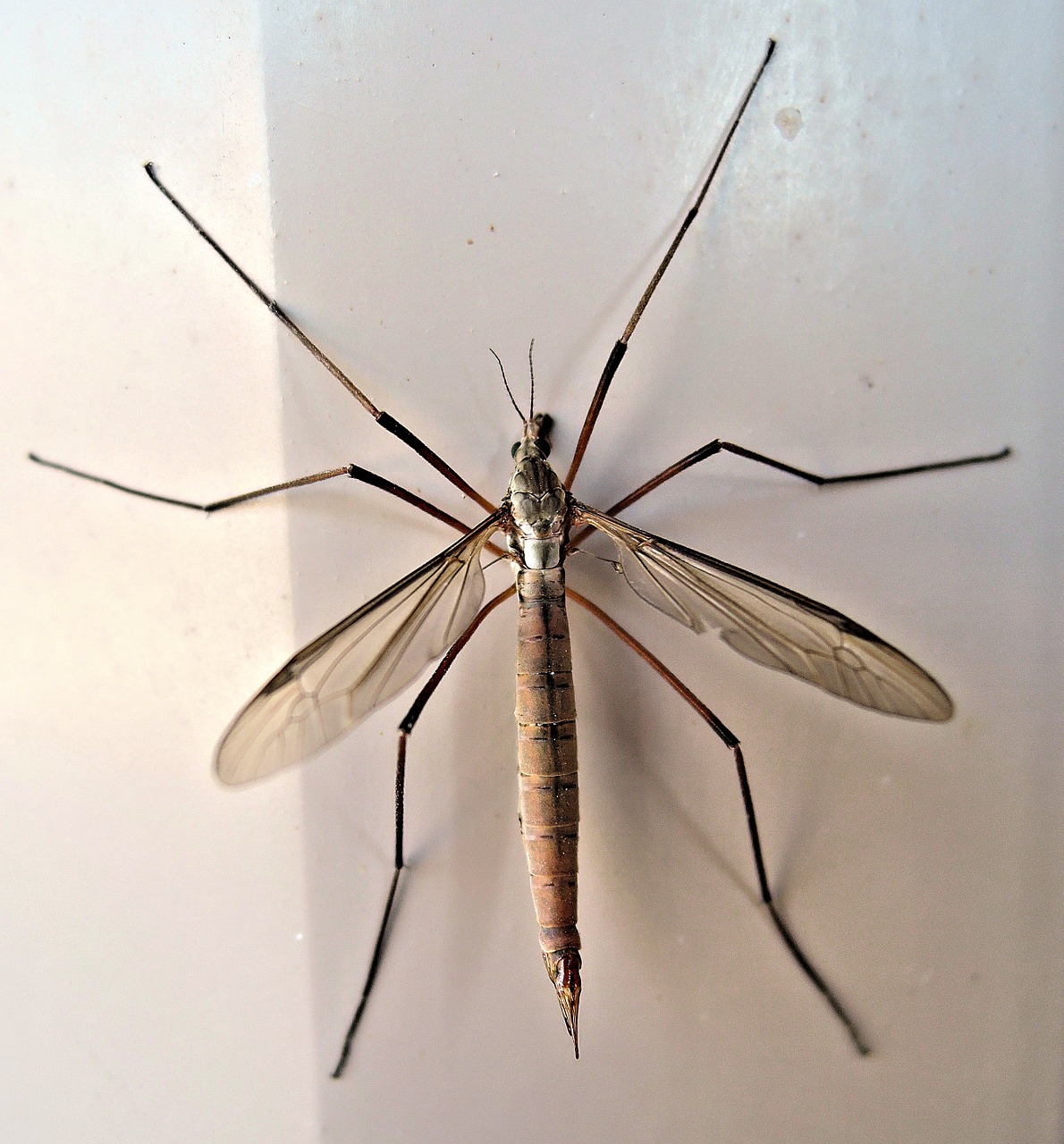 crane fly insect late summer free photo