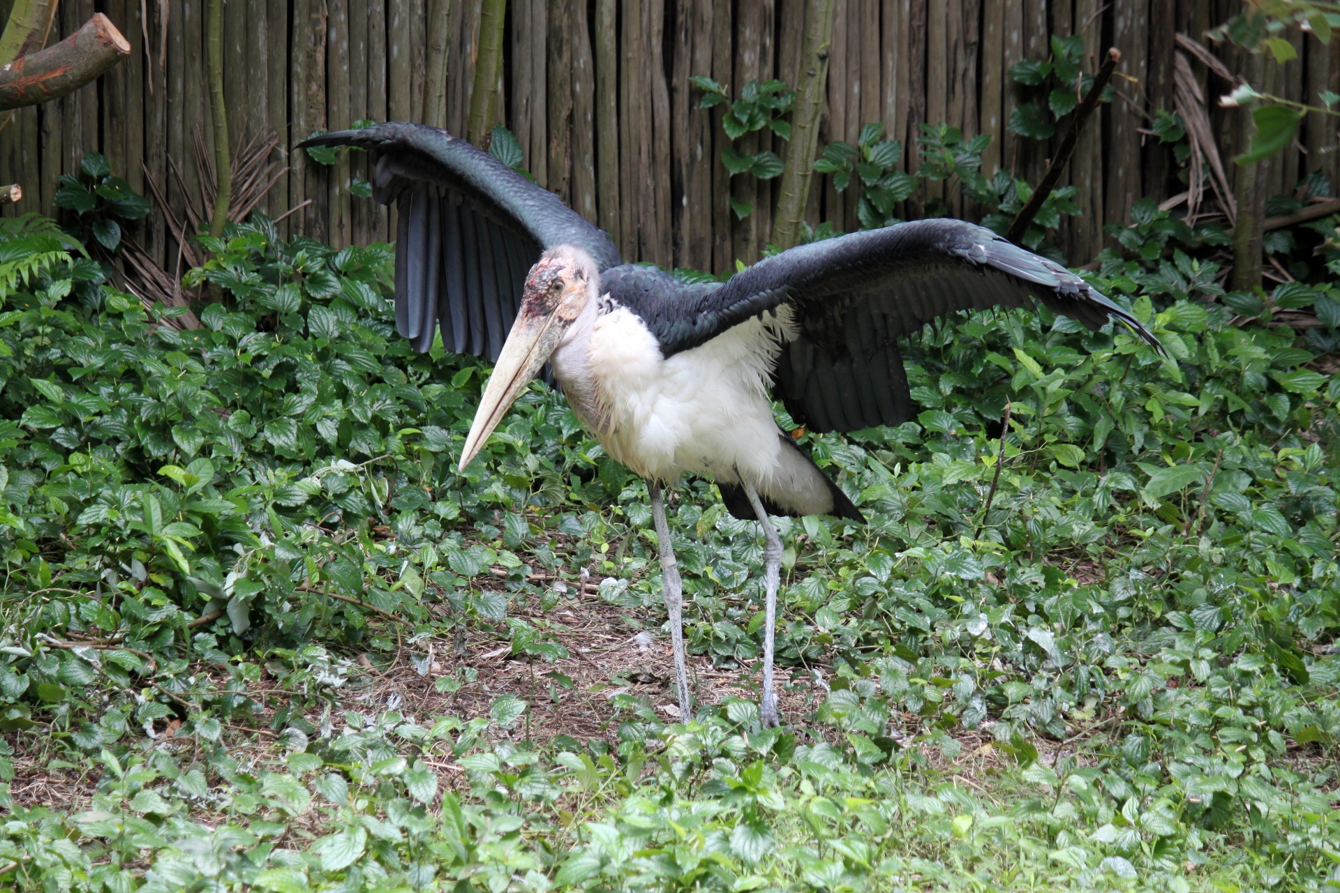 crane opens wings free photo