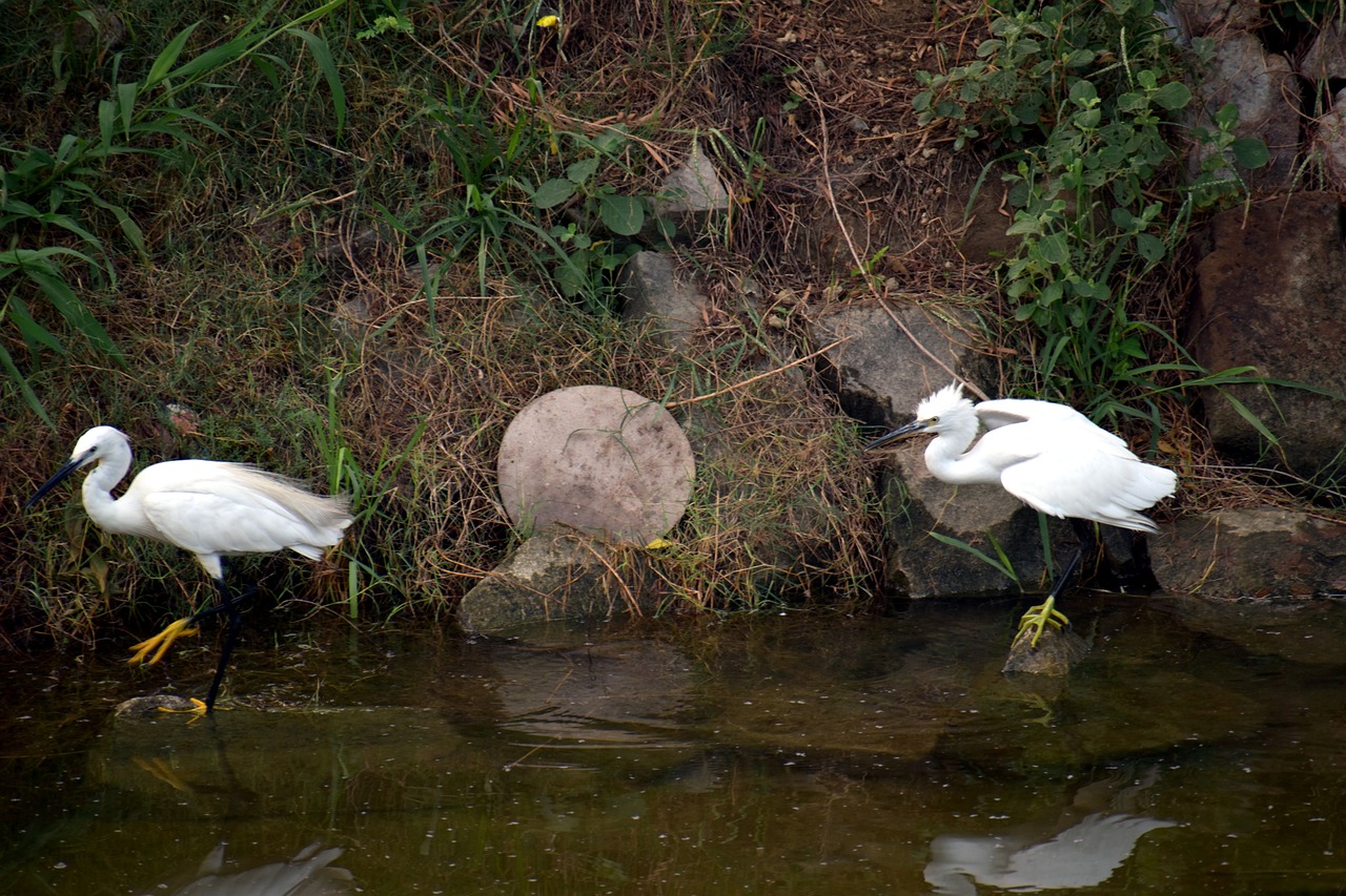 crane pair crane water birds free photo