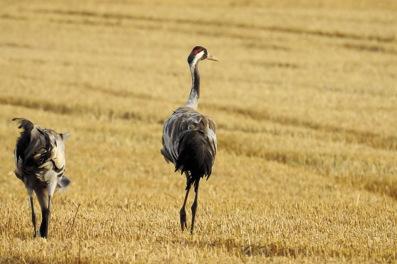 cranes stubble foraging free photo