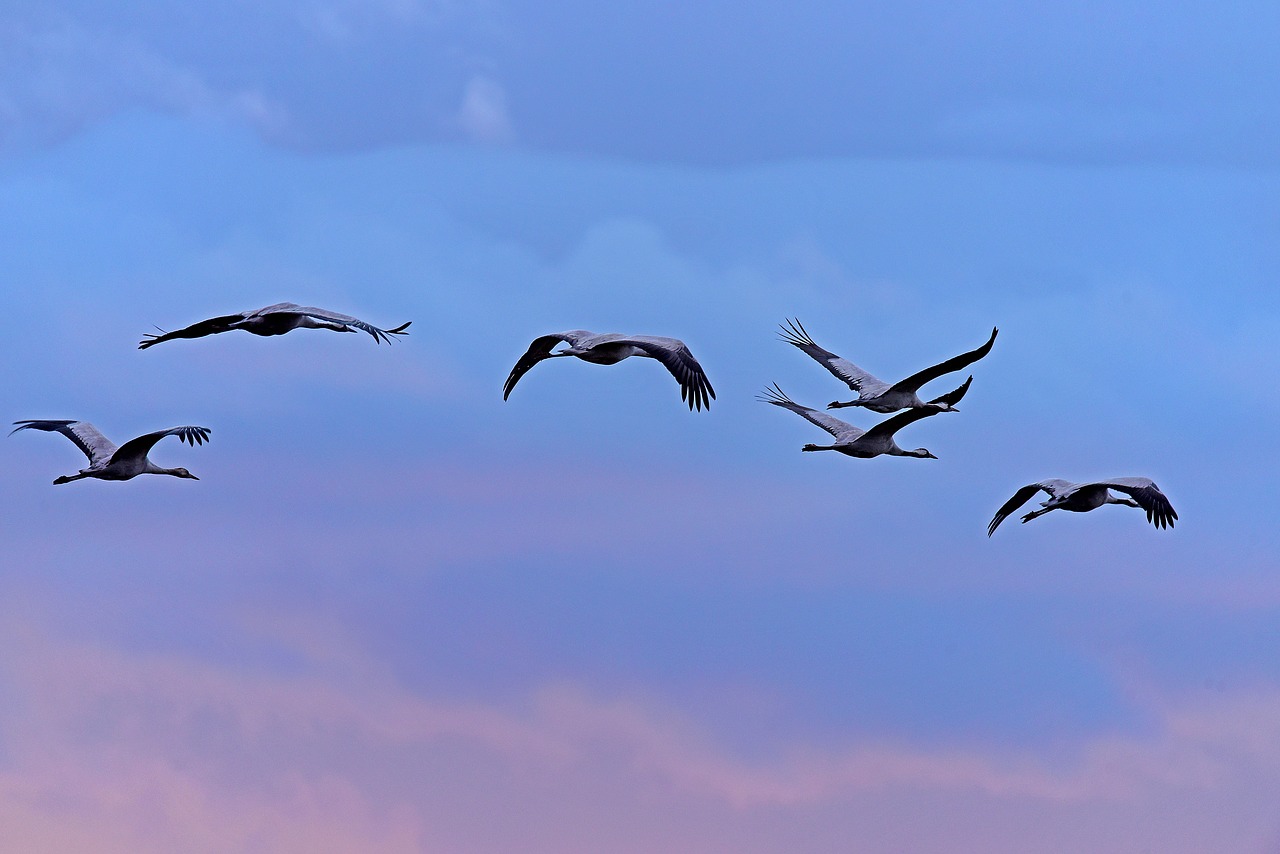cranes birds roosting flight free photo