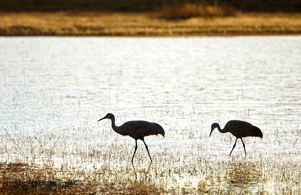 cranes birds silhouette free photo