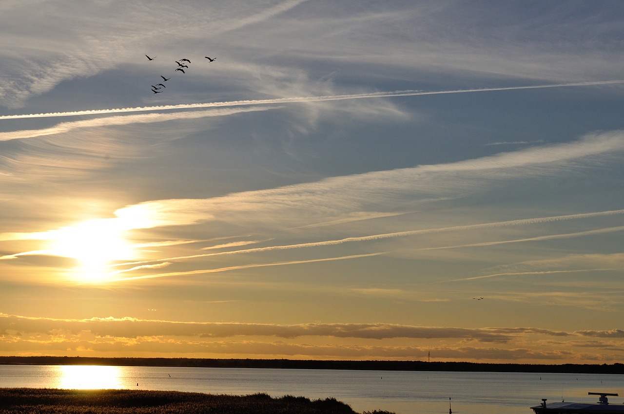 cranes nature sunset free photo