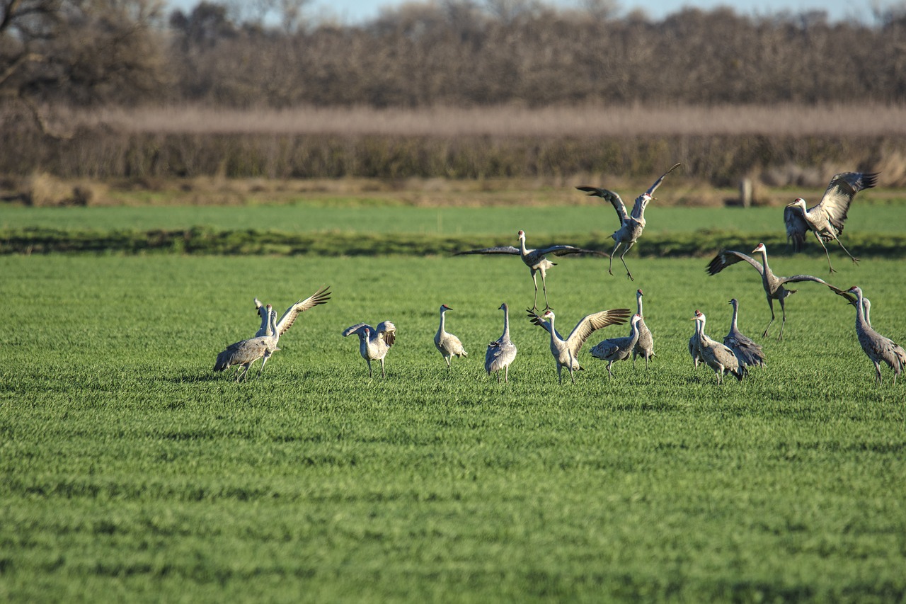 cranes  birds  animal free photo