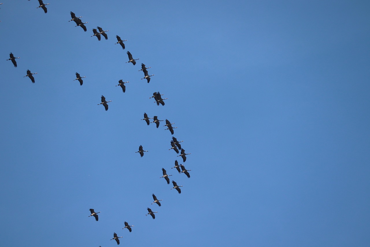 cranes  migratory birds  spring free photo