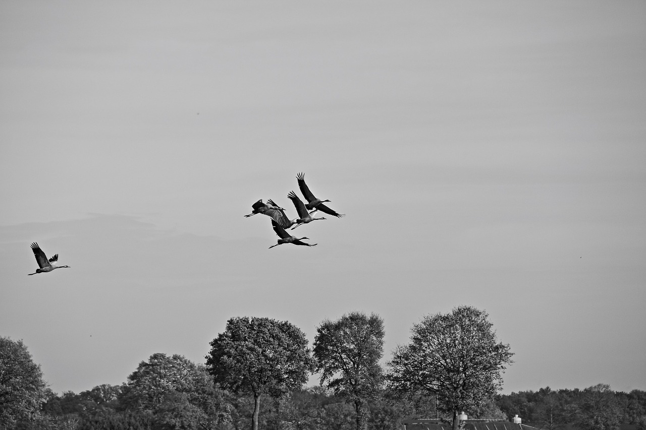 cranes autumn bird flight free photo