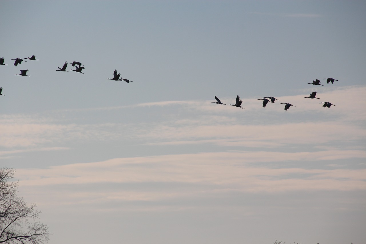 cranes migratory birds autumn free photo