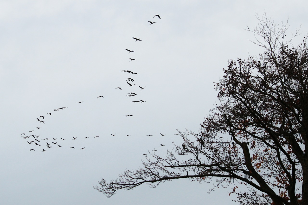 cranes flock of birds migratory birds free photo