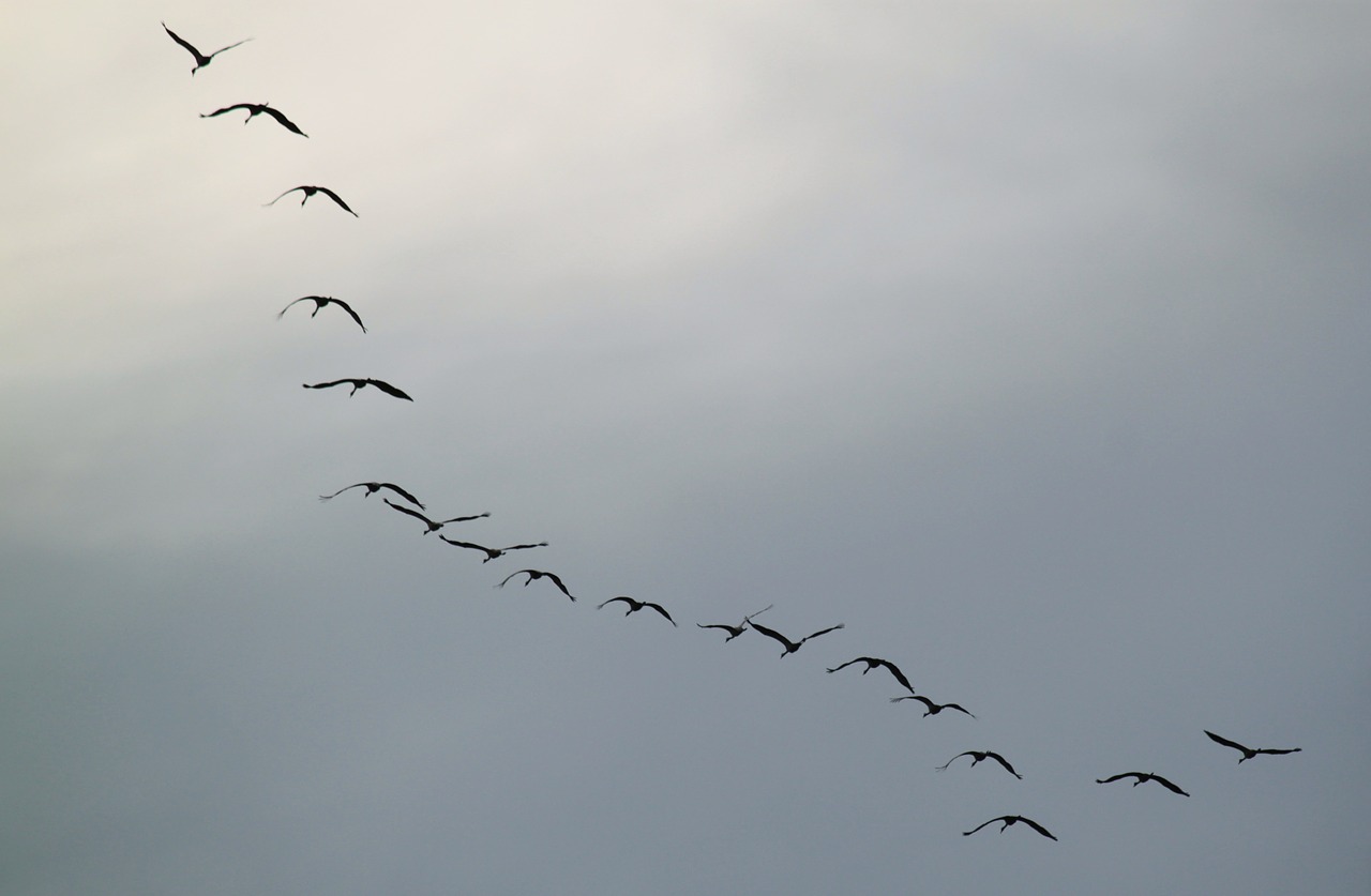 cranes flock of birds migratory birds free photo