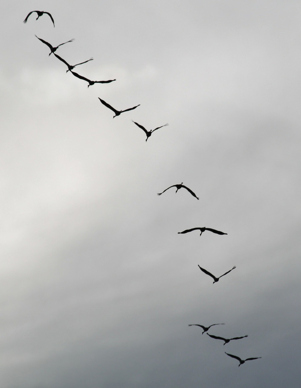 cranes flock of birds migratory birds free photo