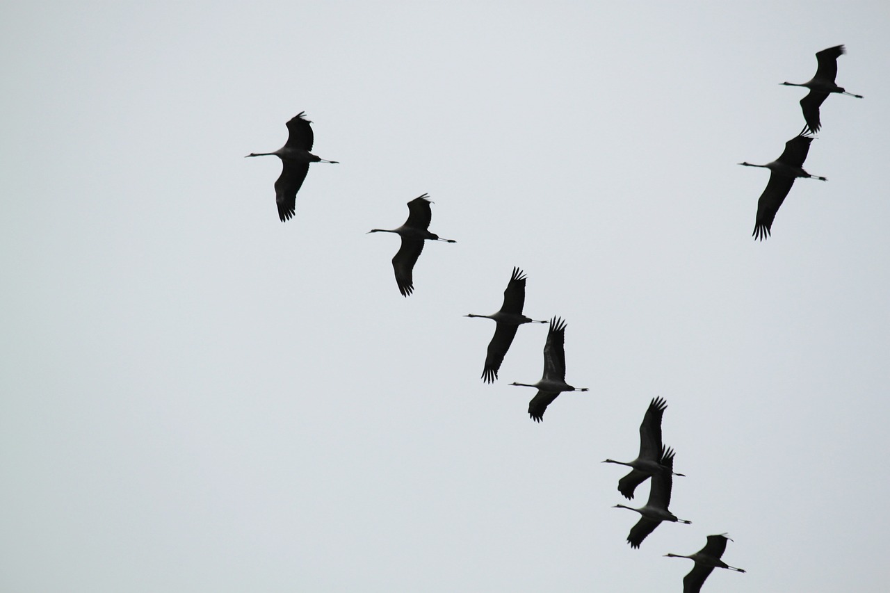 cranes flock of birds migratory birds free photo