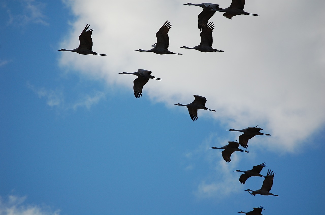 cranes sky whooping crane free photo