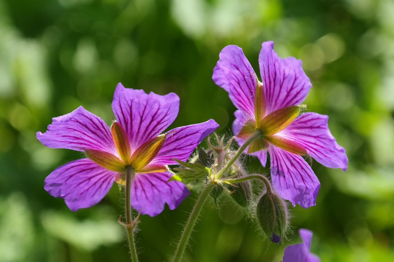 cranesbill blossom bloom free photo