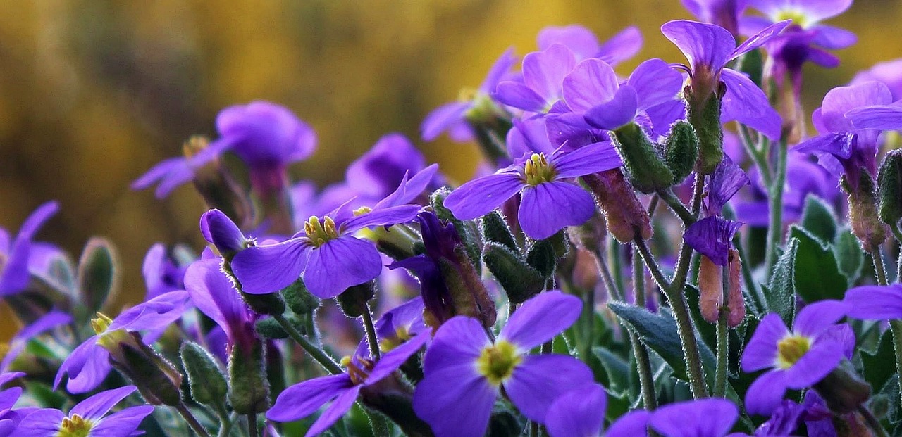 cranesbill flower purple flower free photo