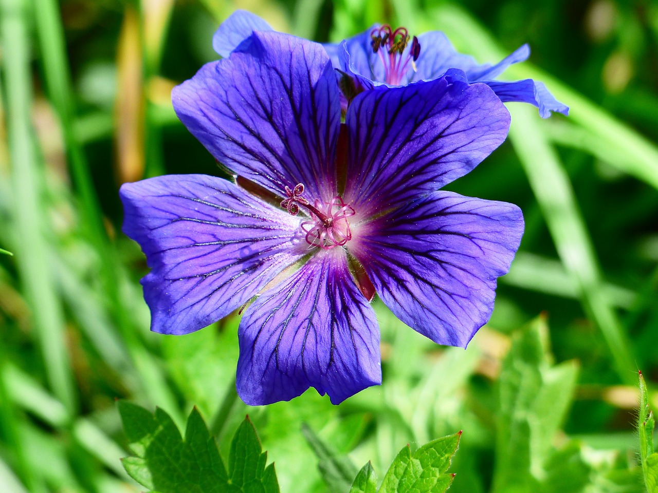 cranesbill blossom bloom free photo