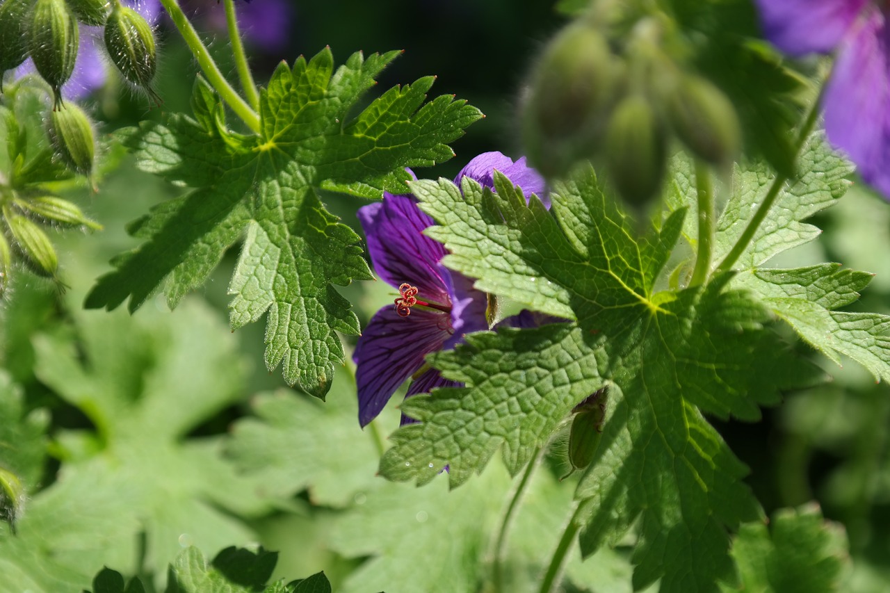 cranesbill blossom bloom free photo