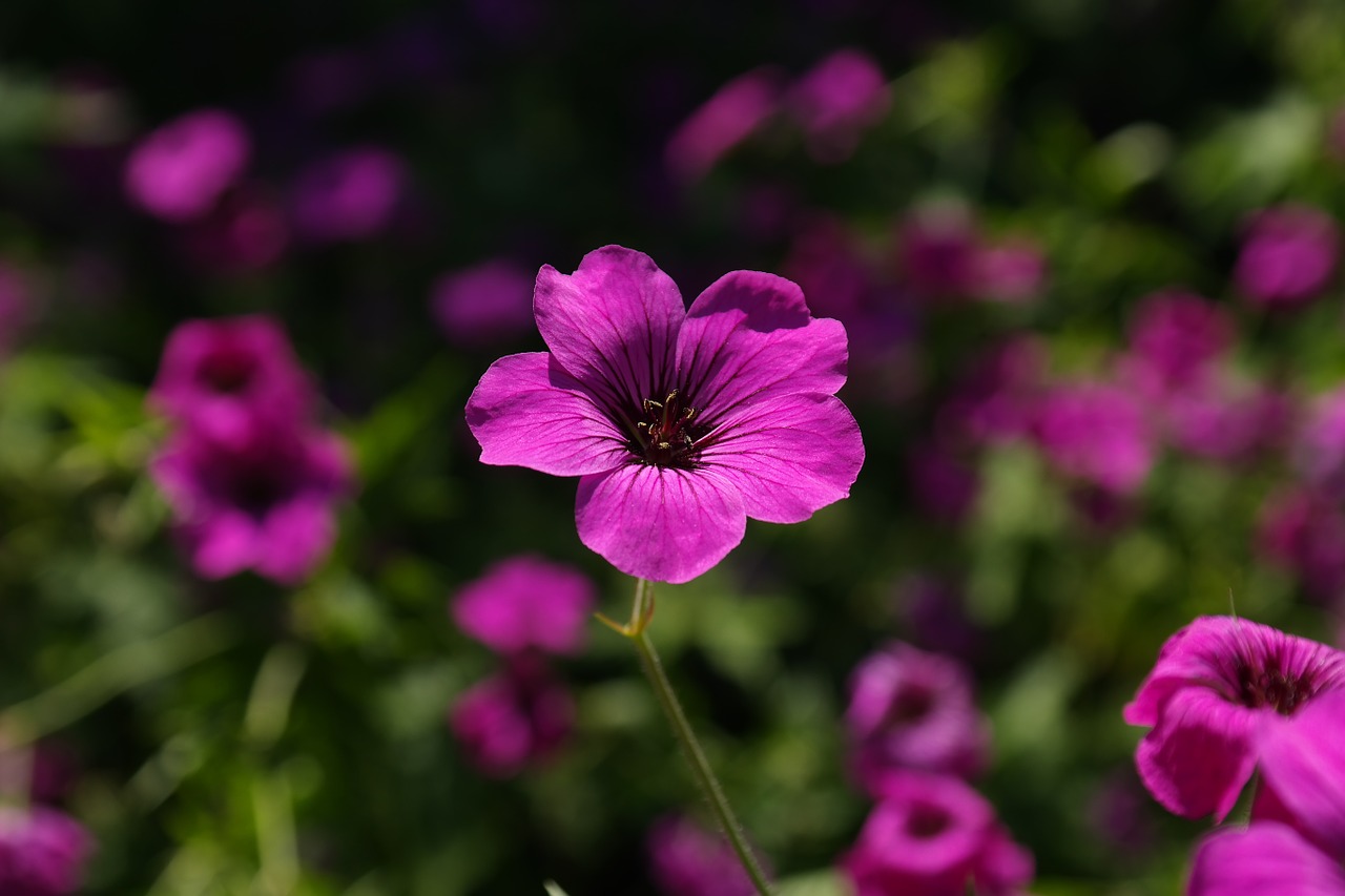 cranesbill blossom bloom free photo