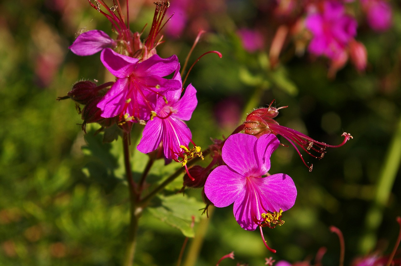 cranesbill ground cover nature free photo