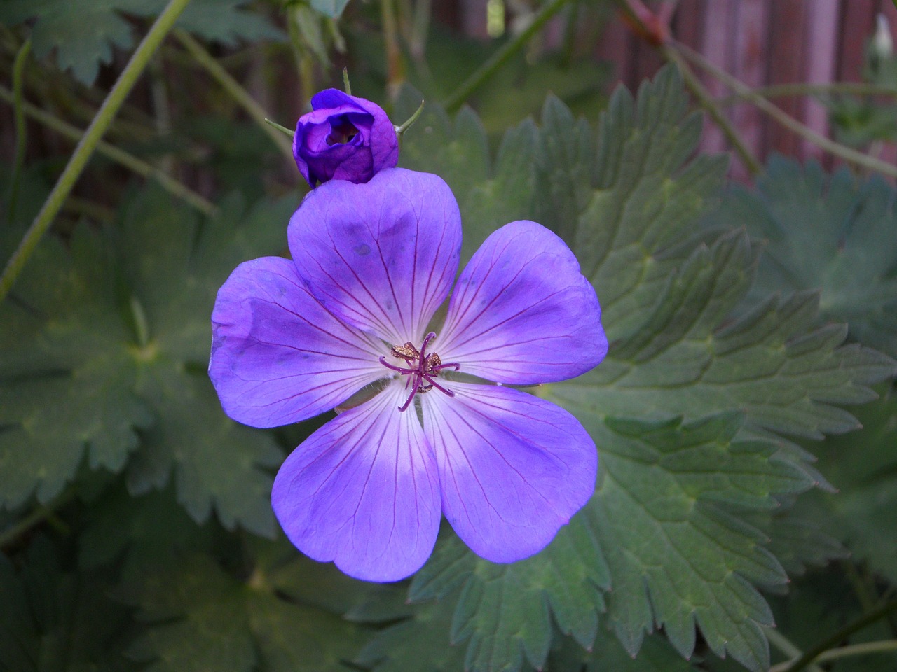 cranesbill blossom bloom free photo