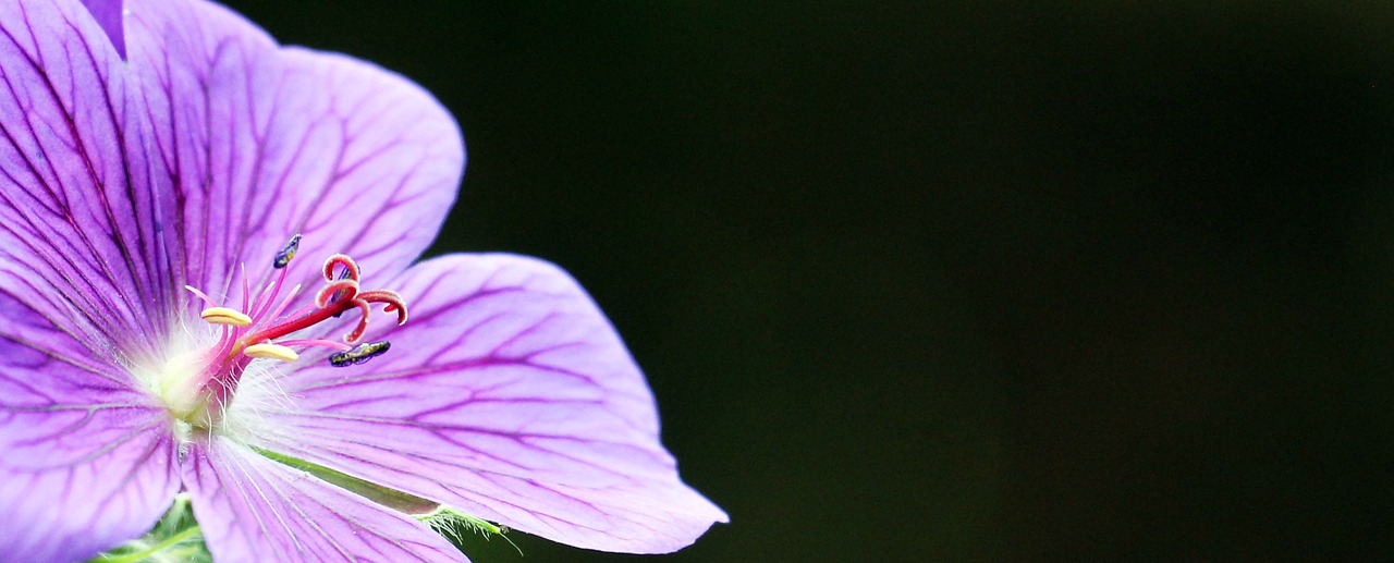 cranesbill stork beak bird flower geranium cinereum free photo