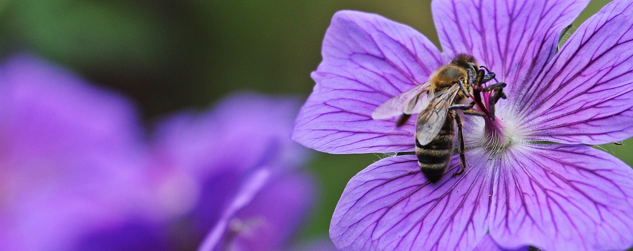 cranesbill stork beak bird flower geranium cinereum free photo