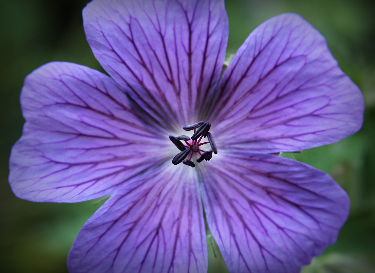 cranesbill blue blossom free photo