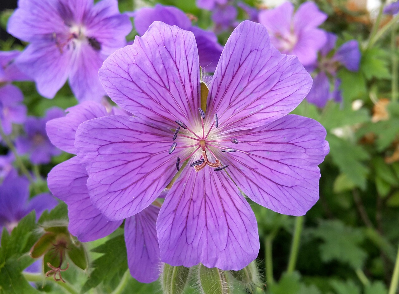 cranesbill blossom bloom free photo