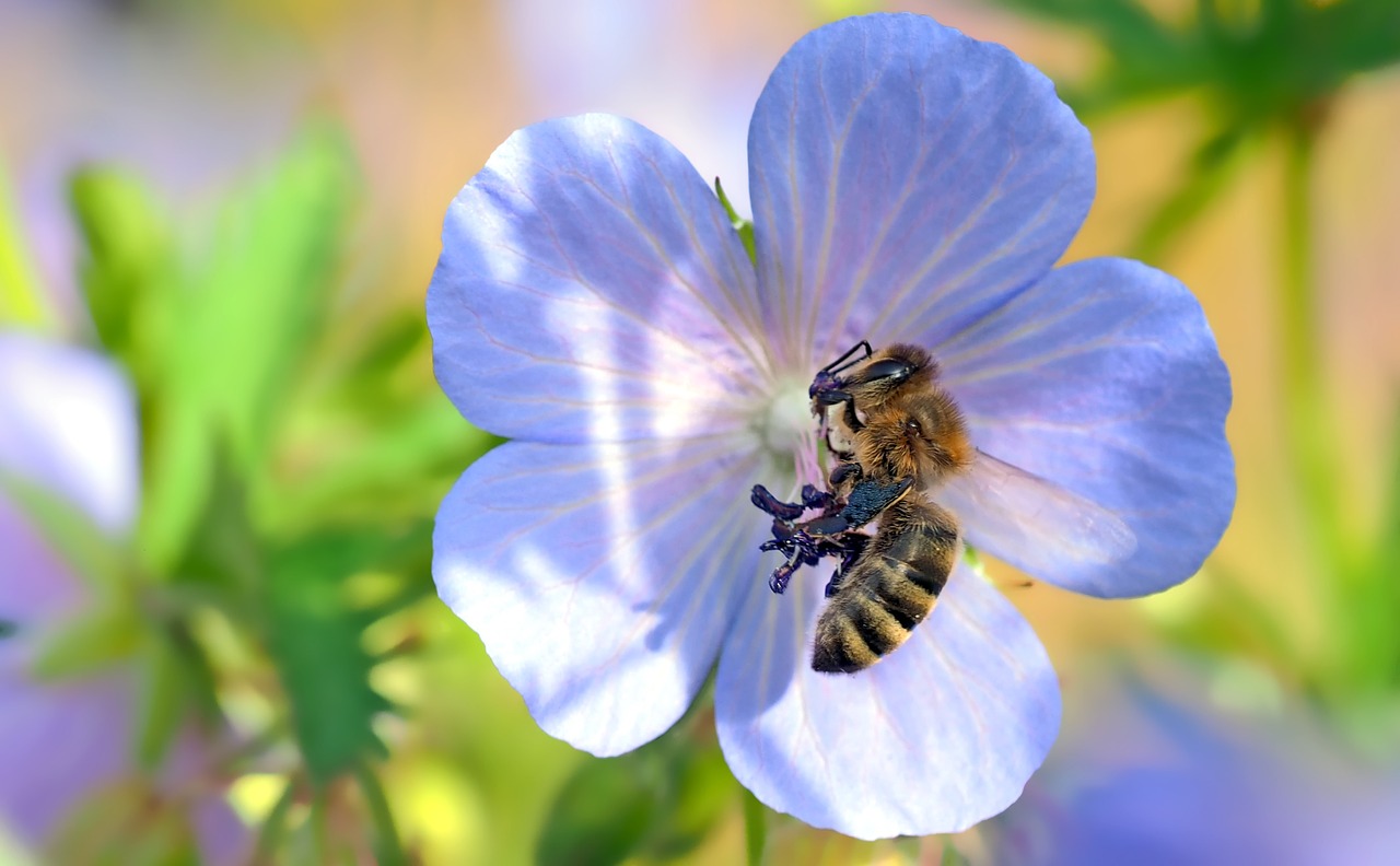 insect plant nature free photo