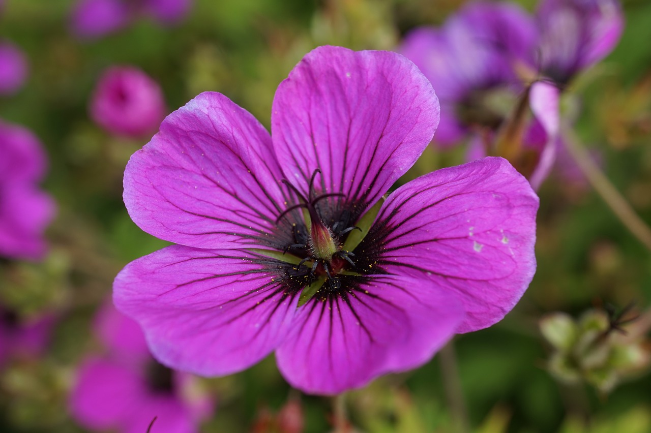 cranesbill blossom bloom free photo