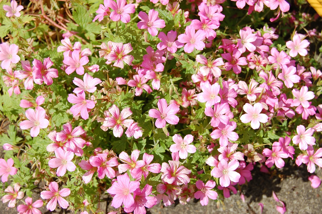 cranesbill geranium flower free photo