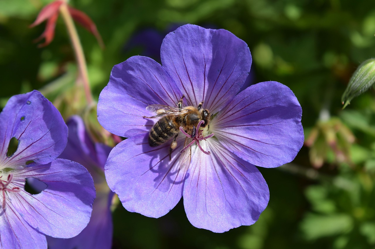 cranesbill flower close free photo