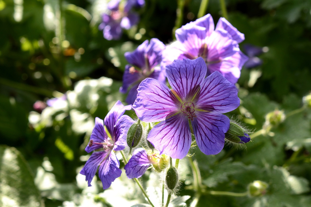 cranesbill plant nature free photo