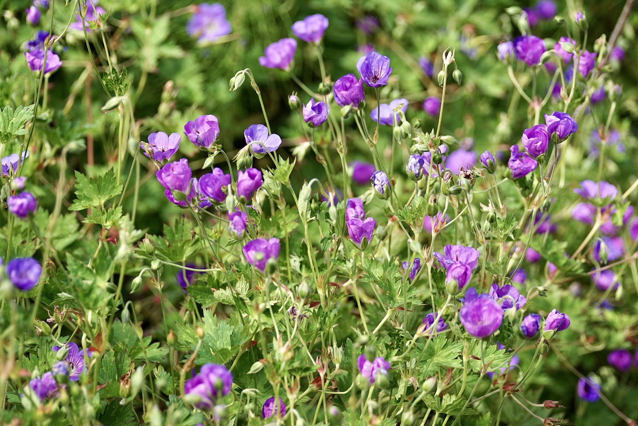 cranesbill blossom bloom free photo