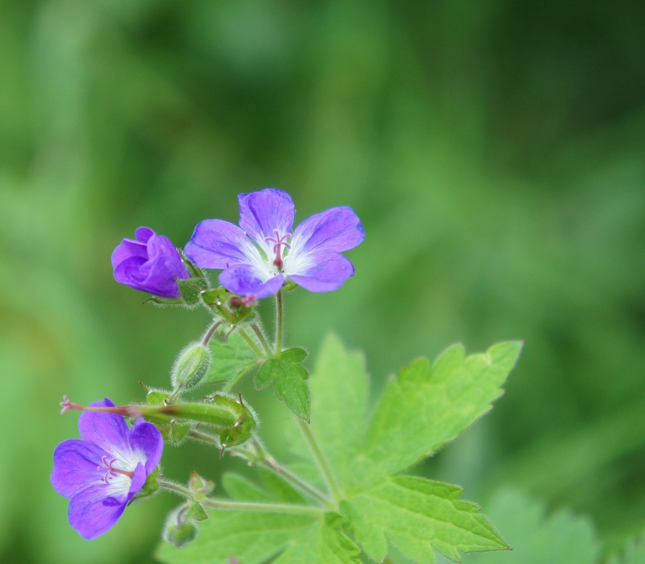 cranesbill flower geranium maculatum free photo