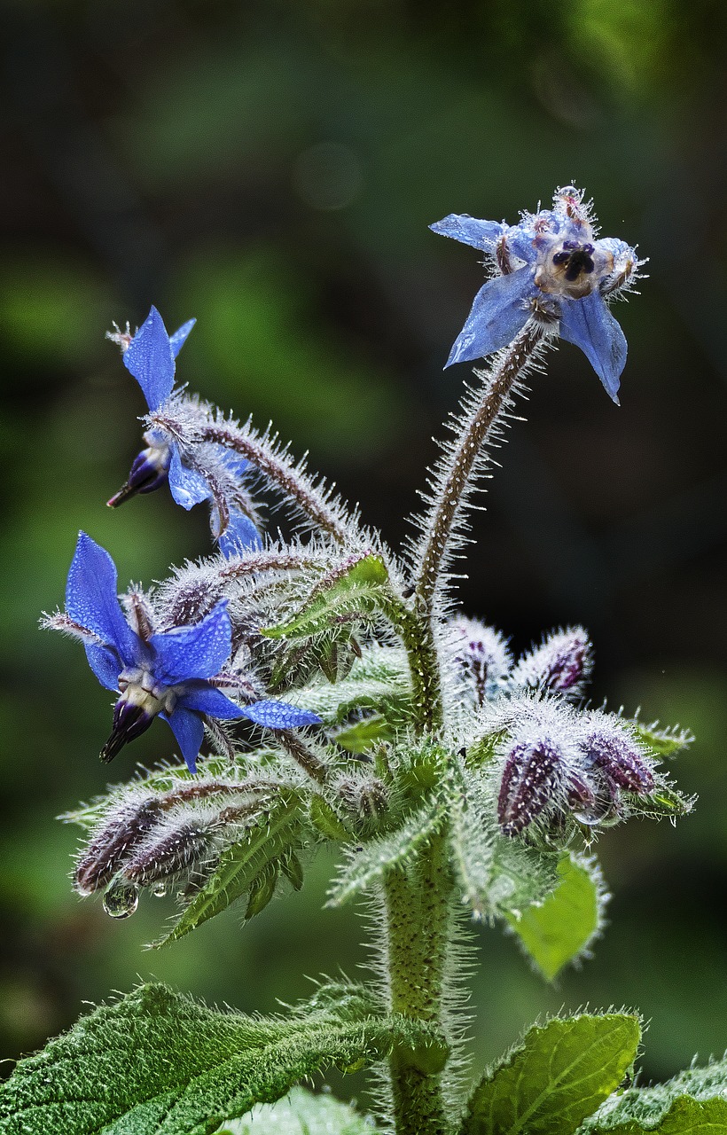 cranesbill geranium blossom free photo