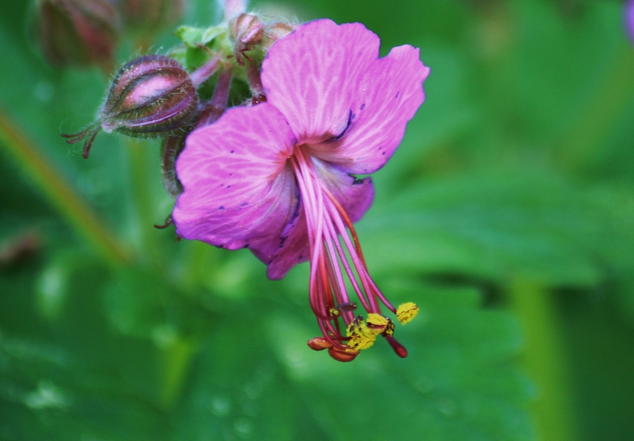 cranesbill blossom bloom free photo