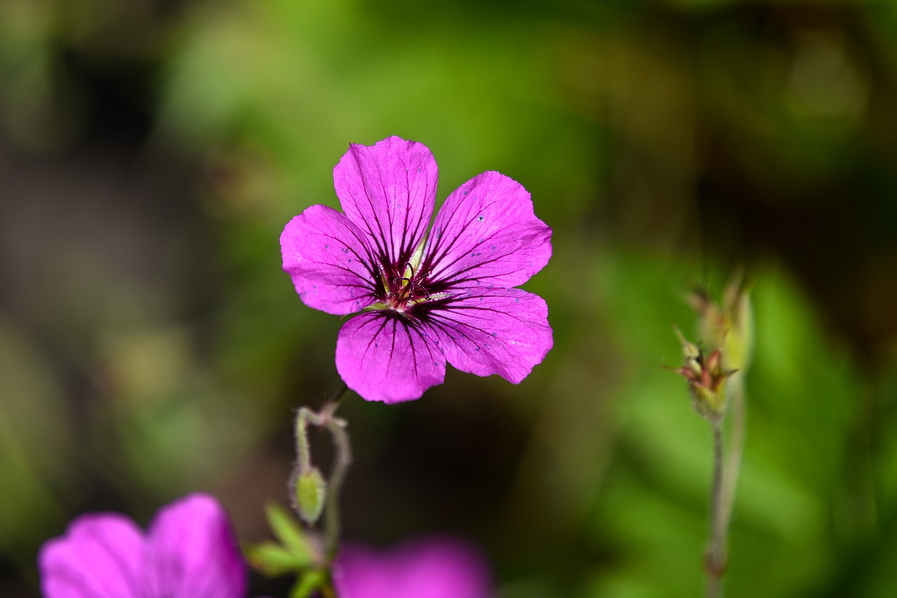 cranesbill  geranium  flower free photo