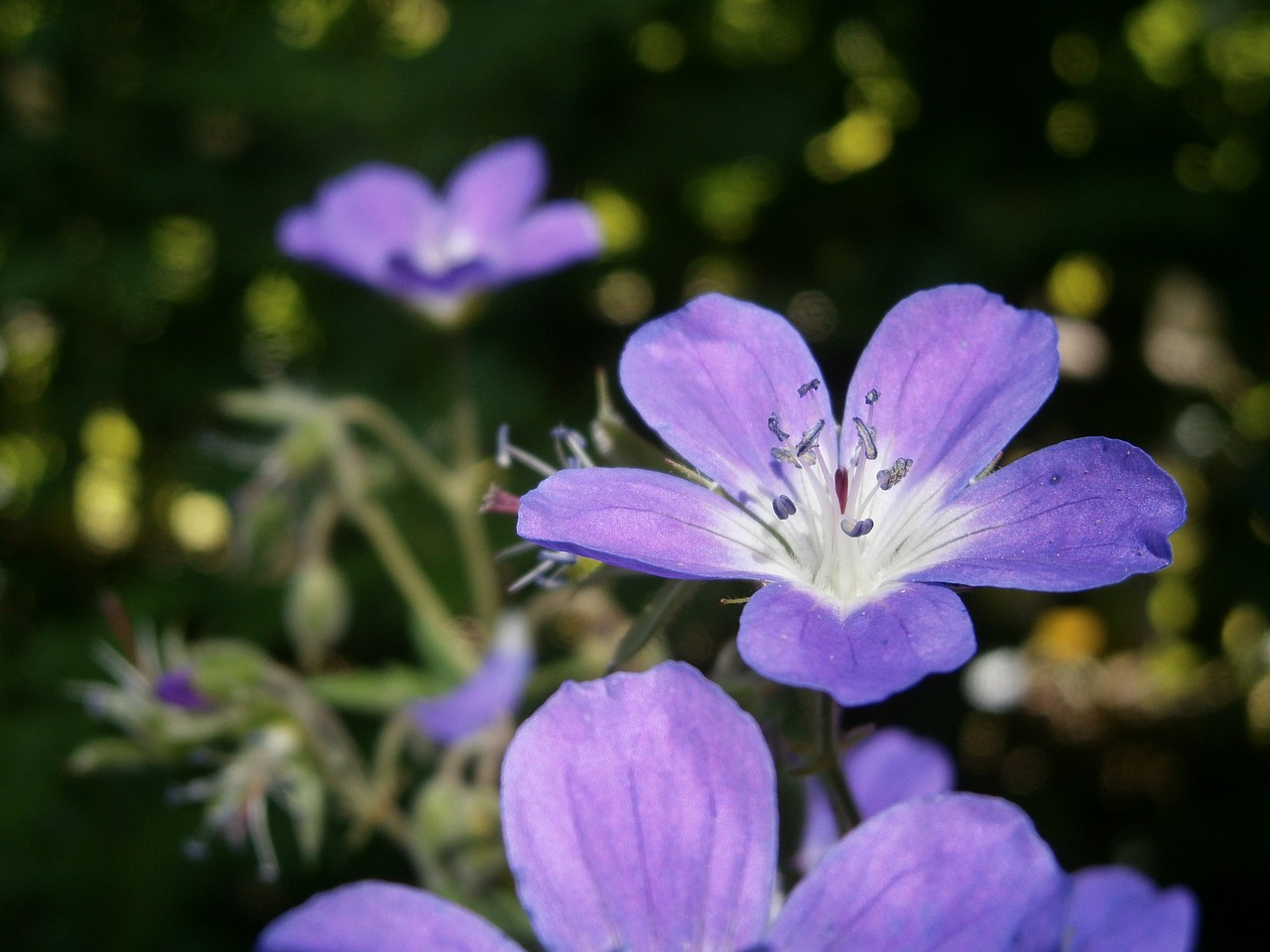 cranesbill garden plant plant free photo