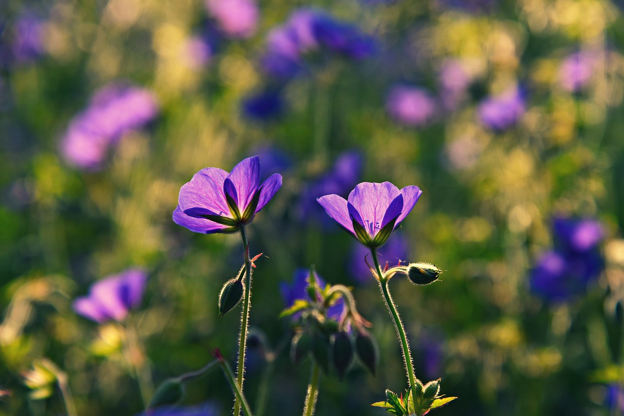 cranesbill  geranium  flower free photo