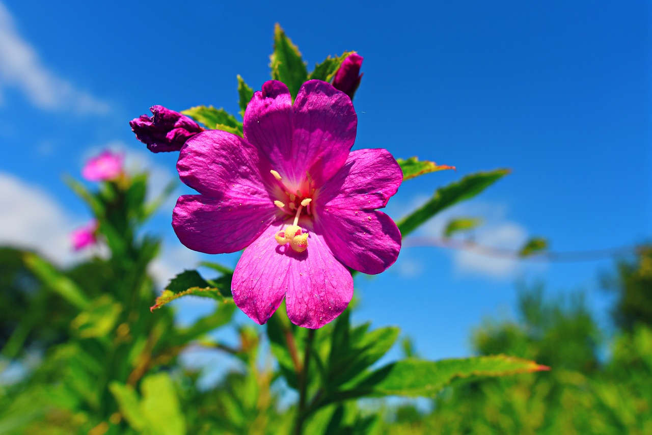 cranesbill  flower  plant free photo