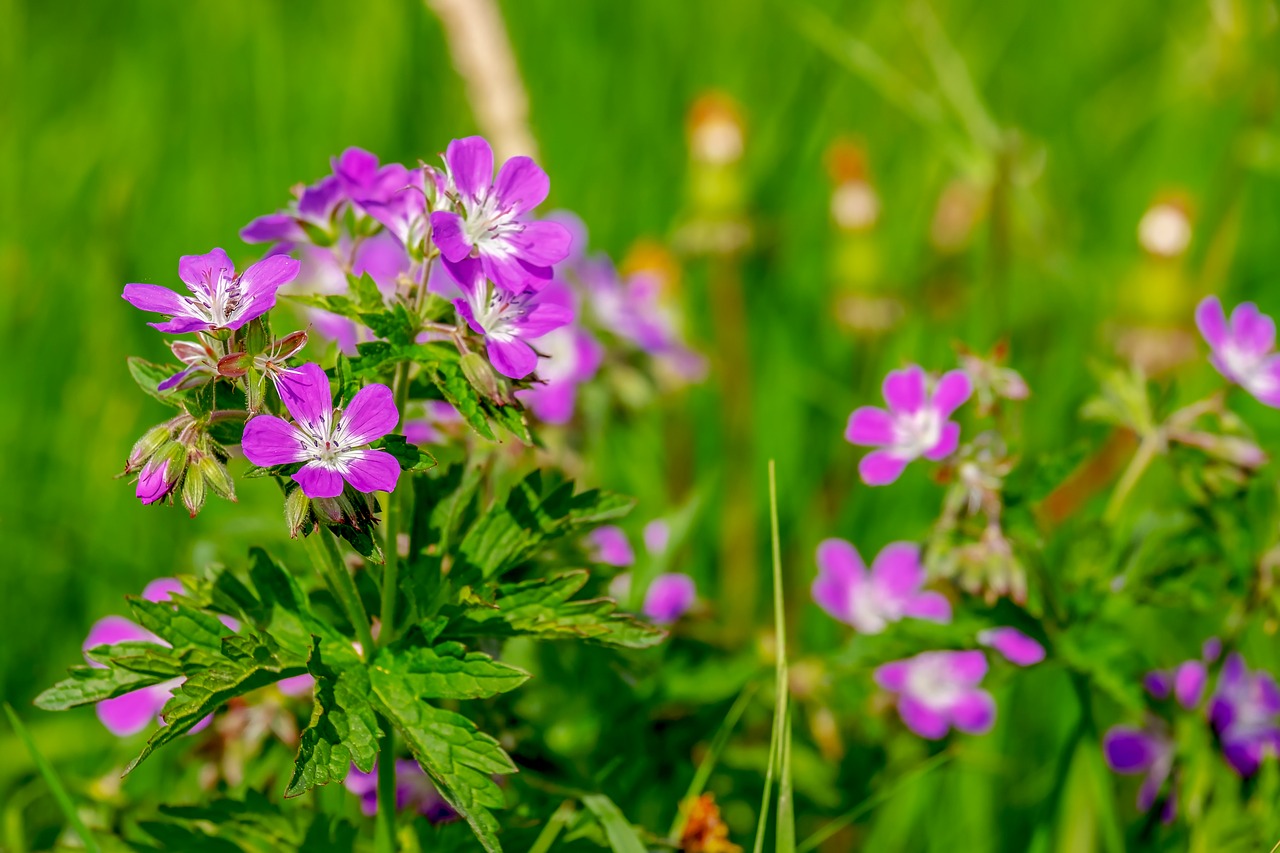 cranesbill  flowers  bloom free photo