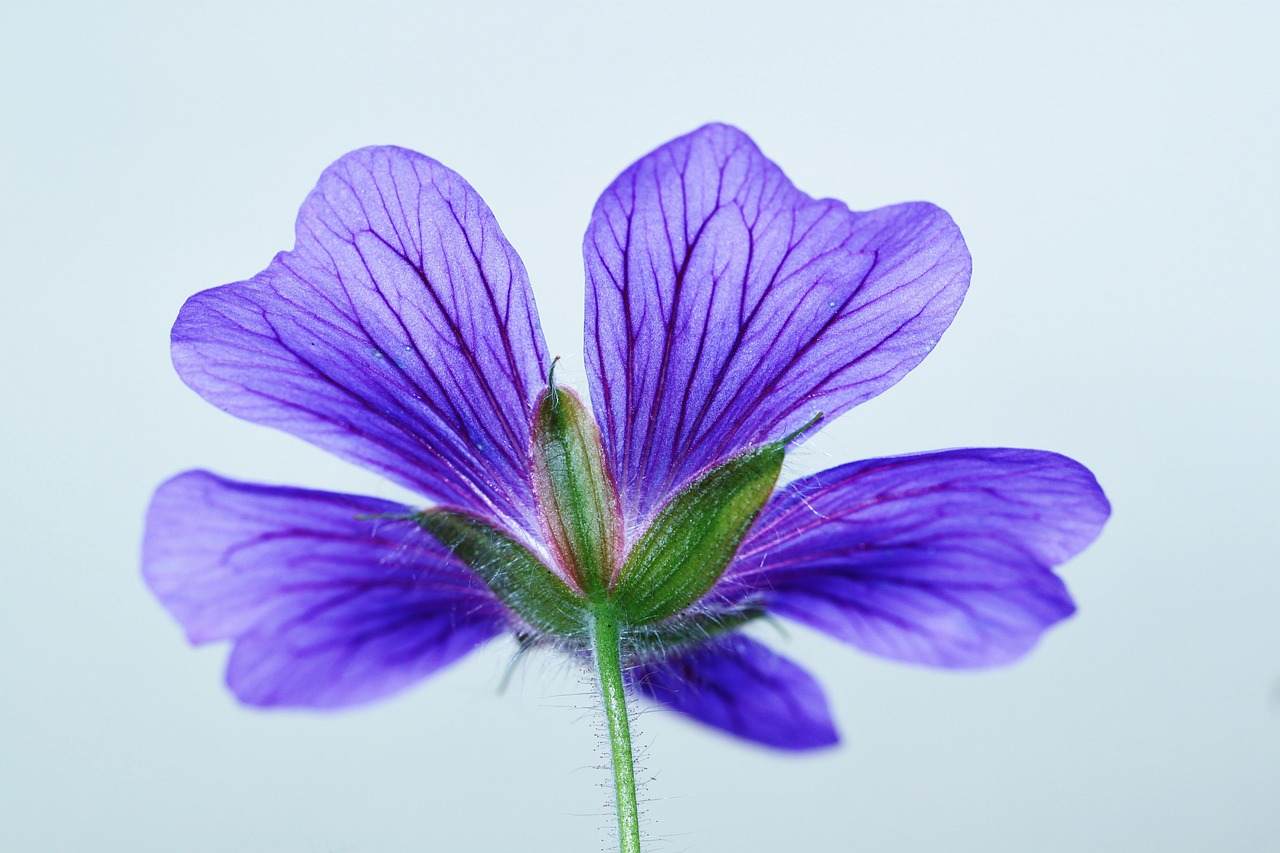 cranesbill blossom bloom free photo