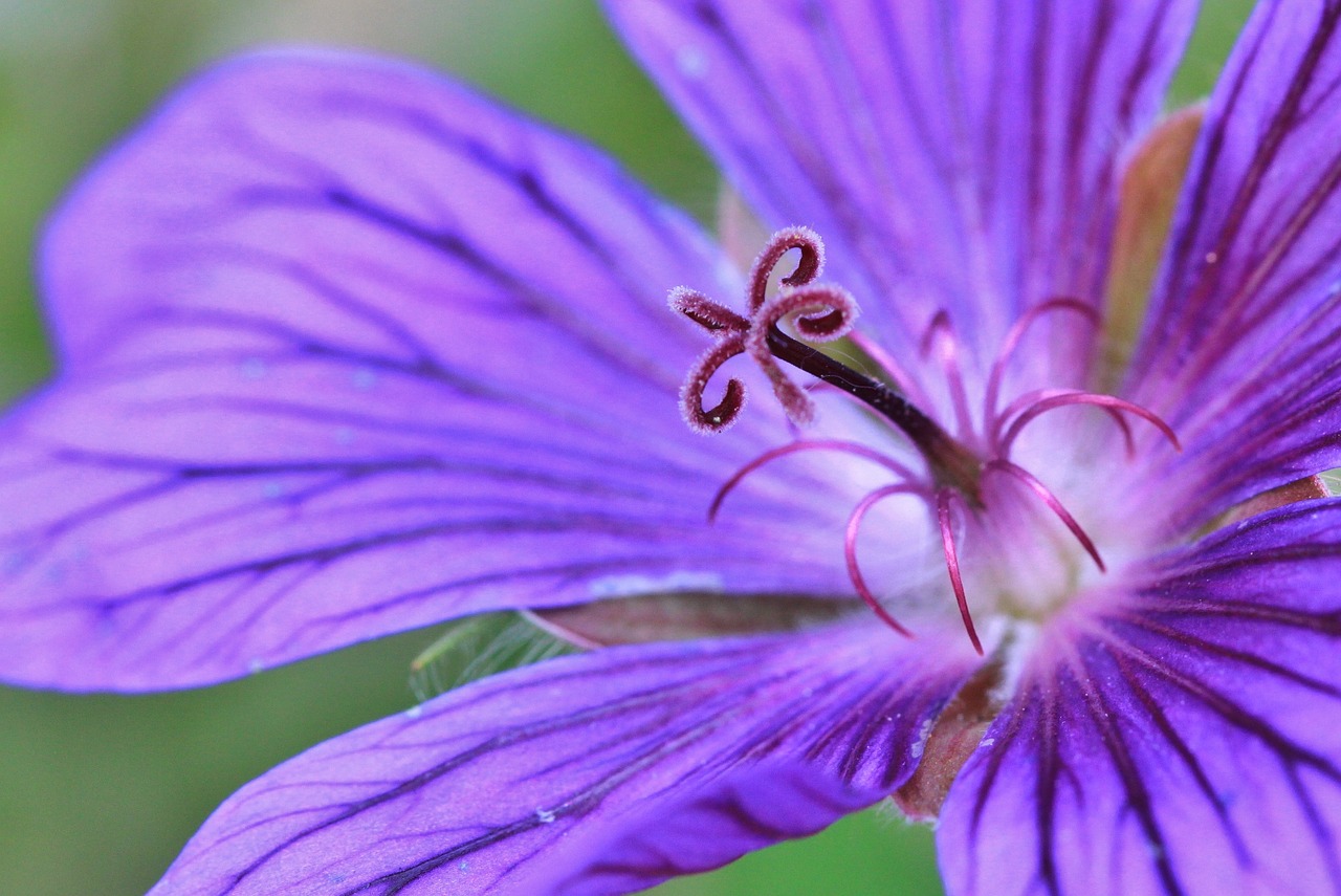 cranesbill blossom bloom free photo