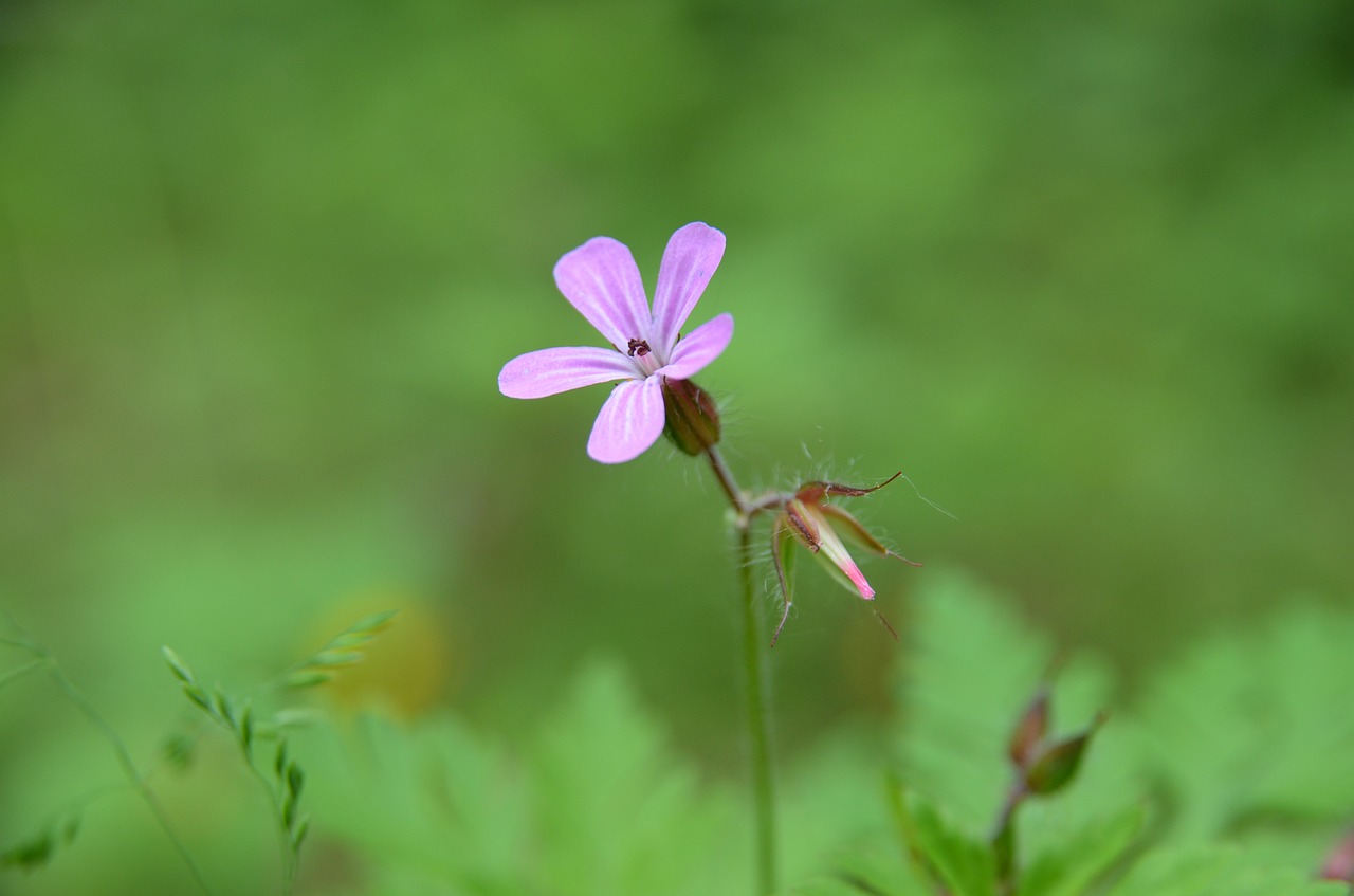 cranesbill  blossom  bloom free photo