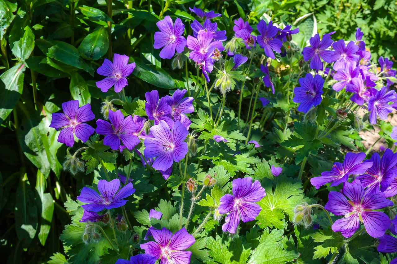 cranesbill  geranium  flower free photo