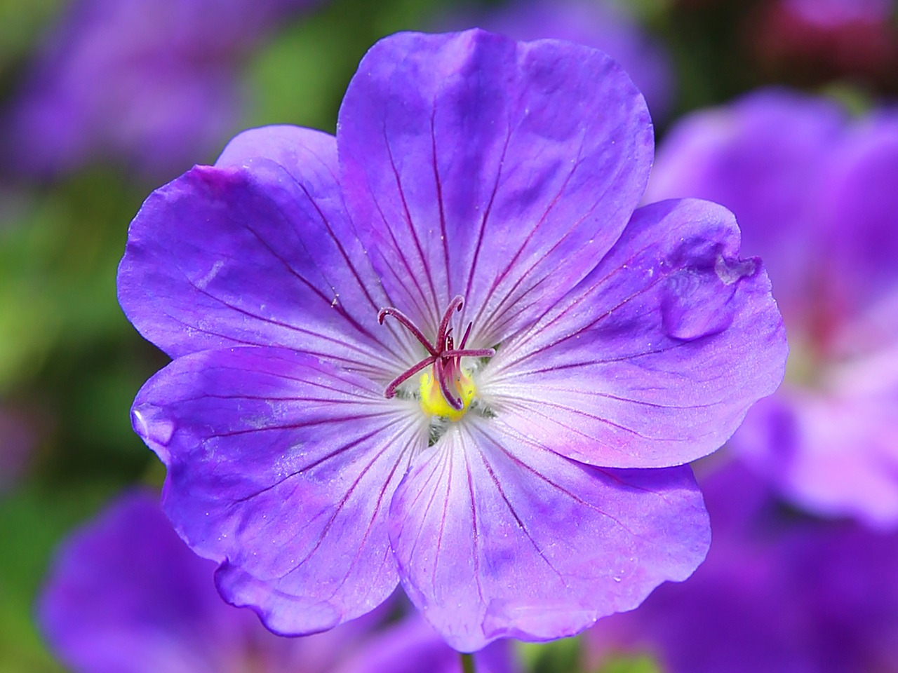 cranesbill flower blossom blue free photo