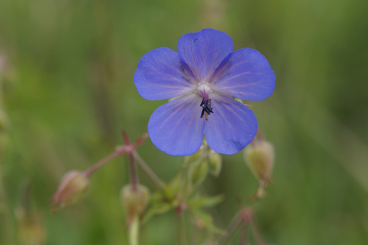 cranesbill blue bright free photo