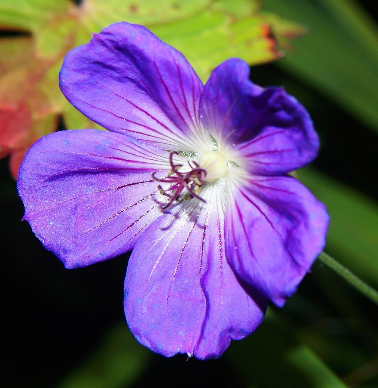 cranesbill flower blossom free photo