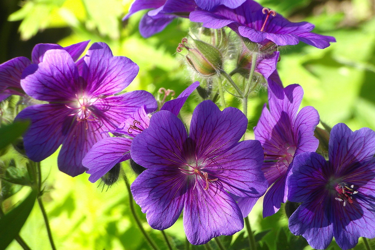 cranesbill  flowers  violet free photo